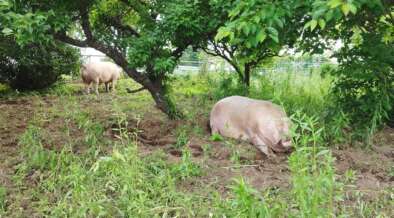 二足歩行の豚　２点 二足歩行の豚 2点 39733.jpg