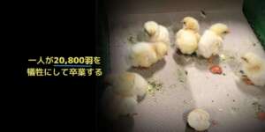 一人が20,800羽を犠牲にして卒業する