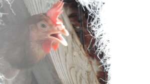 苦しそうに息をする鶏