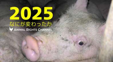 アニマルライツチャンネルVol71[2025年なにが変わったか]| 畜産動物