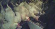 The percentage of chickens killed by scalding water has worsened again for broiler chickens.鶏を茹で殺した割合、肉用鶏はまたも悪化