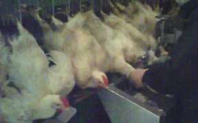 The percentage of chickens killed by scalding water has worsened again for broiler chickens.鶏を茹で殺した割合、肉用鶏はまたも悪化