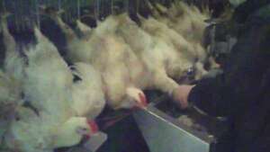 The percentage of chickens killed by scalding water has worsened again for broiler chickens.鶏を茹で殺した割合、肉用鶏はまたも悪化