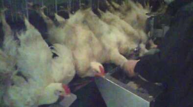 The percentage of chickens killed by scalding water has worsened again for broiler chickens.鶏を茹で殺した割合、肉用鶏はまたも悪化