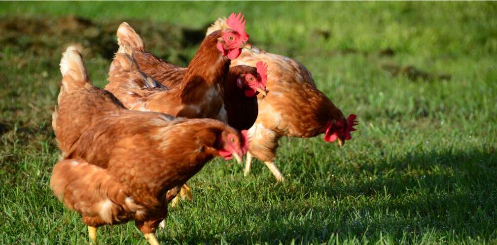 ［連絡用］鶏の卵 オーイ！とんぼ×松田養鶏場コラボパッケージ】産地直送 松田養鶏場の
