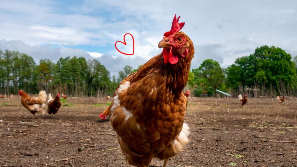 ［連絡用］鶏の卵 オーイ！とんぼ×松田養鶏場コラボパッケージ】産地直送 松田養鶏場の