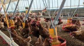 小幡畜産の明るい鶏舎