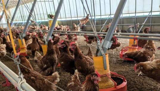 小幡畜産の明るい鶏舎