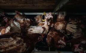 エンリッチドケージ　アニマルウェルフェアケージ