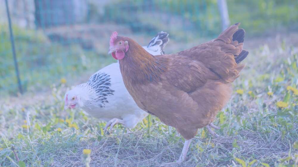 株式会社ホクリヨウ（1384）に対する株主提案の実施について