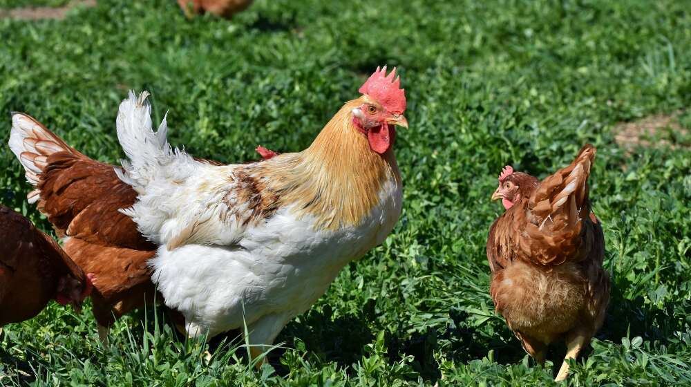 20260609_鶏1000_560 | 畜産動物たちに希望を Hope For Animals｜鶏