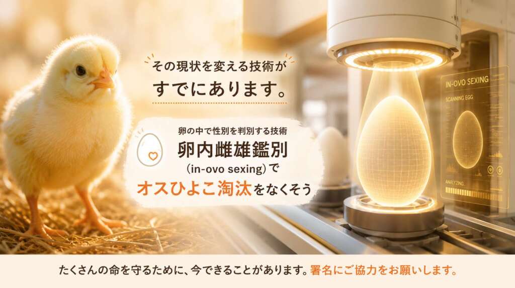 採卵鶏ー卵用に飼育される鶏たち | 畜産動物たちに希望を Hope For