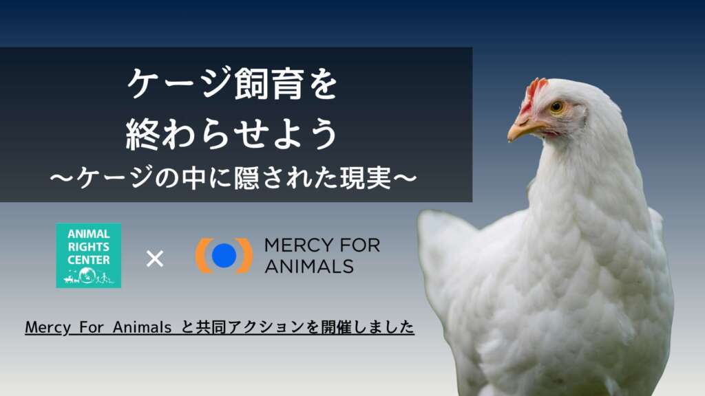国際的な動物保護団体「Mercy For Animals」と共同アクションを実施